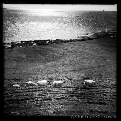 Schafe nahe der Ortschaft Kilmuir auf der Insel Skye. 22.5.2015