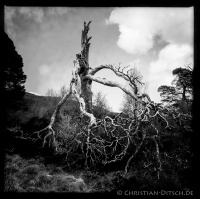 Abgestorbener Baum am Wanderweg um Loch Affric in den North West Highlands.  25.5.2015
